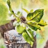 Quả Táo - Tranh Màu Nước Nghệ Thuật Của Hoạ Sĩ Thanh Hà