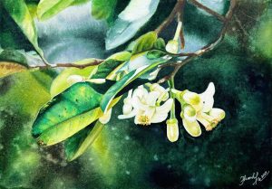 Hoa Bưởi - Tranh màu nước trên giấy của họa sĩ Thanh Hà