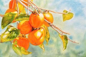 Hồng Chín - Tranh màu nước trên giấy của họa sĩ Thanh Hà