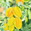 Ngũ Liễm Tử - Tranh màu nước trên giấy của họa sĩ Thanh Hà